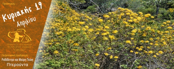 Πεζοπορία Ροδόδεντρο και Μαύρη Πεύκη στη Πτερούντα την Κυριακή 19 Απριλίου 2026